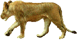Gif animé lionne rugit